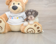 6 week old Havanese Puppy For Sale - Seaside Pups