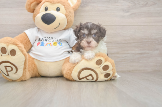 Popular Havanese Purebred Pup