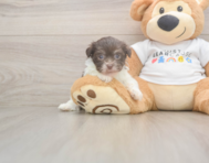 7 week old Havanese Puppy For Sale - Seaside Pups