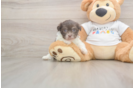 Best Havanese Baby