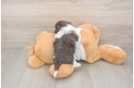 Havanese Puppy for Adoption