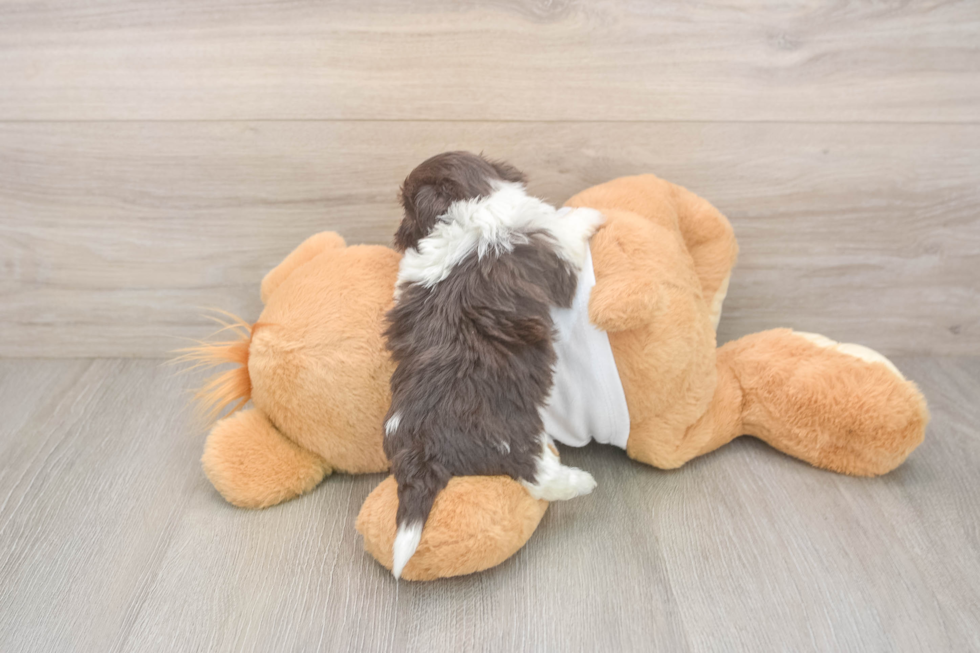 Havanese Puppy for Adoption