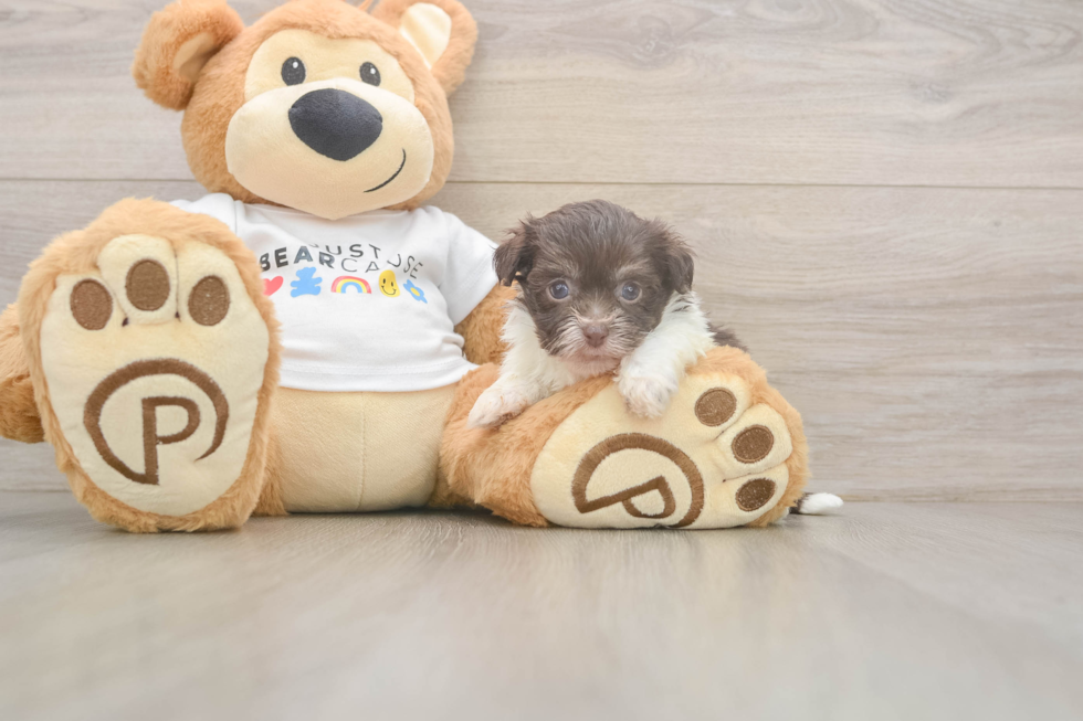 Petite Havaneser Purebred Puppy