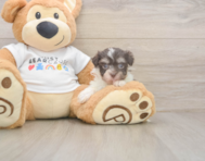 9 week old Havanese Puppy For Sale - Seaside Pups