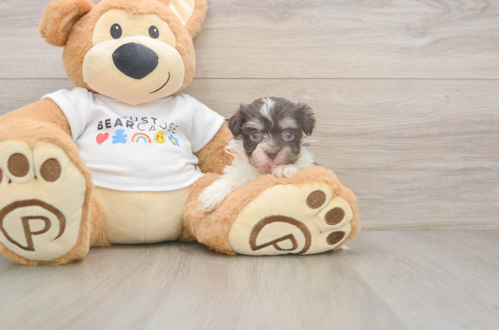 8 week old Havanese Puppy For Sale - Seaside Pups