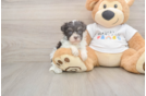 Havanese Puppy for Adoption