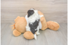Havanese Pup Being Cute