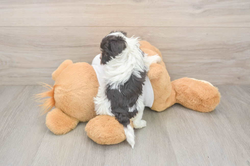 Havanese Pup Being Cute