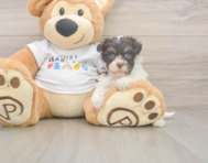 8 week old Havanese Puppy For Sale - Seaside Pups