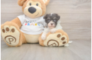 Best Havanese Baby