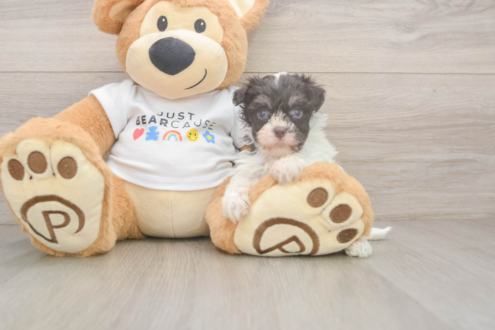 Best Havanese Baby