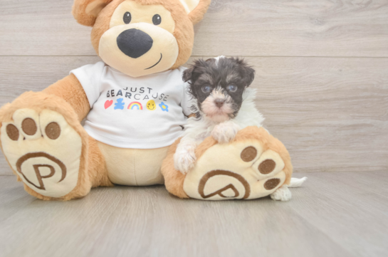 Best Havanese Baby