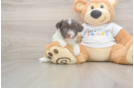 Popular Havanese Baby