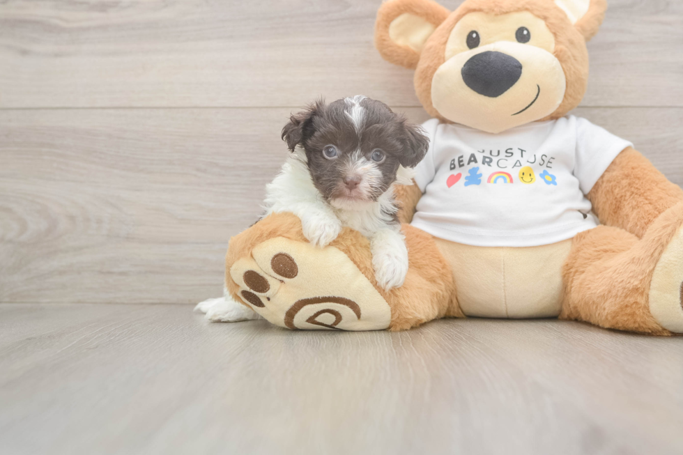 Popular Havanese Baby