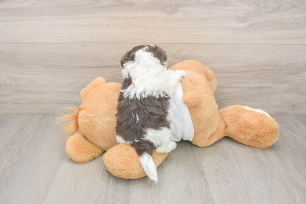 Small Havanese Purebred Pup
