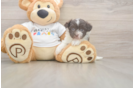 Playful Havanese Purebred Pup