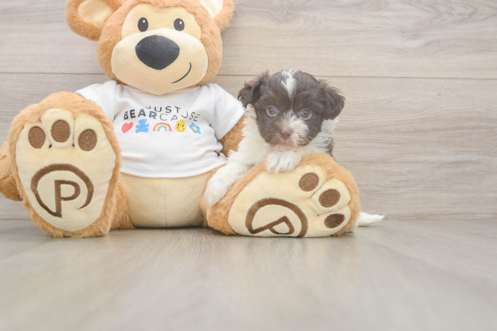 Playful Havanese Purebred Pup