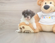 8 week old Havanese Puppy For Sale - Seaside Pups