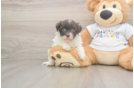 Best Havanese Baby