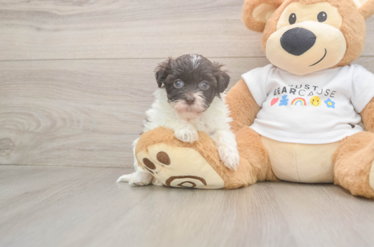 Best Havanese Baby