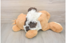 Havanese Pup Being Cute
