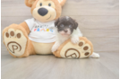 Havanese Pup Being Cute