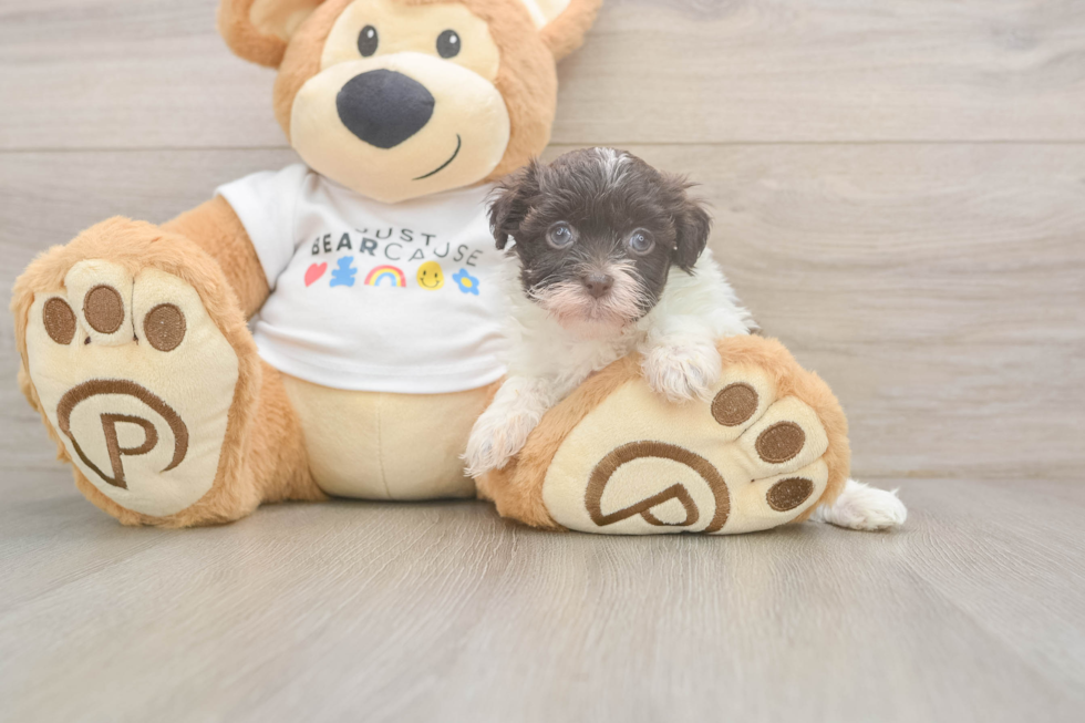 Havanese Pup Being Cute