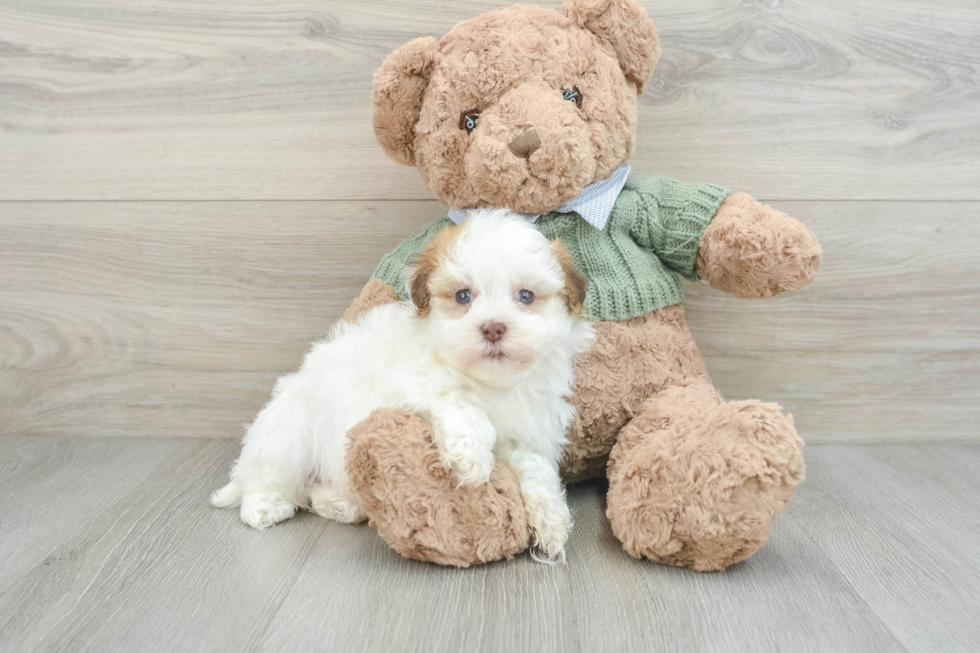 Havanese Pup Being Cute