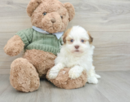 7 week old Havanese Puppy For Sale - Seaside Pups