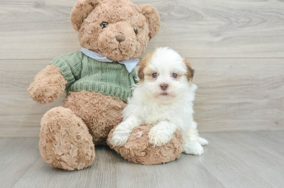 8 week old Havanese Puppy For Sale - Seaside Pups