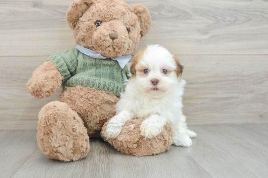 Playful Havanese Baby