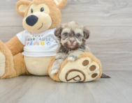 5 week old Havanese Puppy For Sale - Seaside Pups