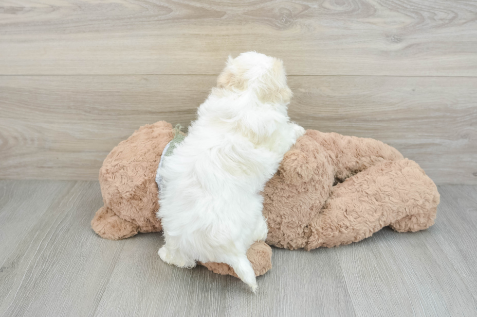 Havanese Pup Being Cute