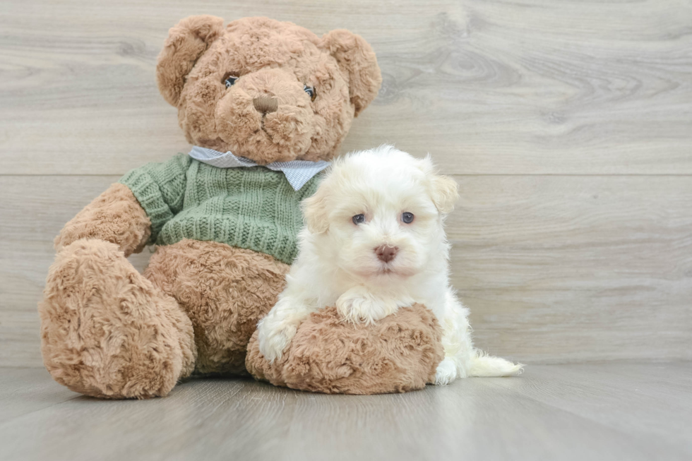 Little Havanese Purebred Pup