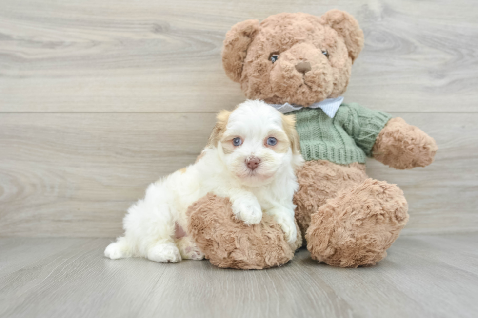 Havanese Puppy for Adoption