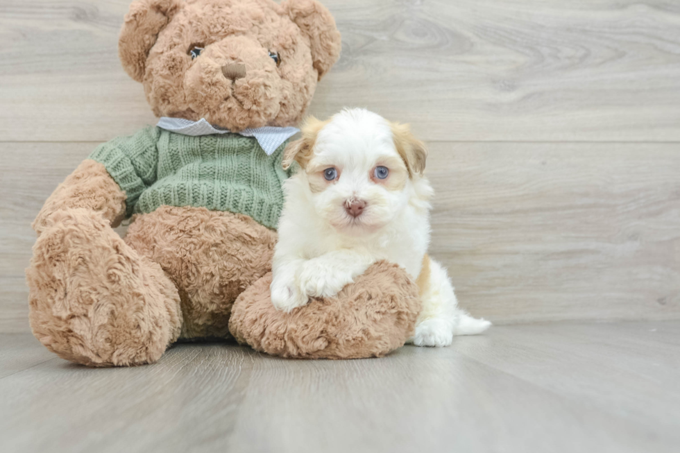 Havanese Puppy for Adoption