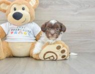 6 week old Havanese Puppy For Sale - Seaside Pups