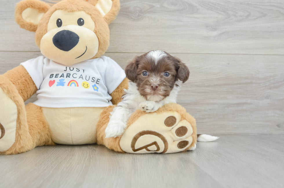 5 week old Havanese Puppy For Sale - Seaside Pups
