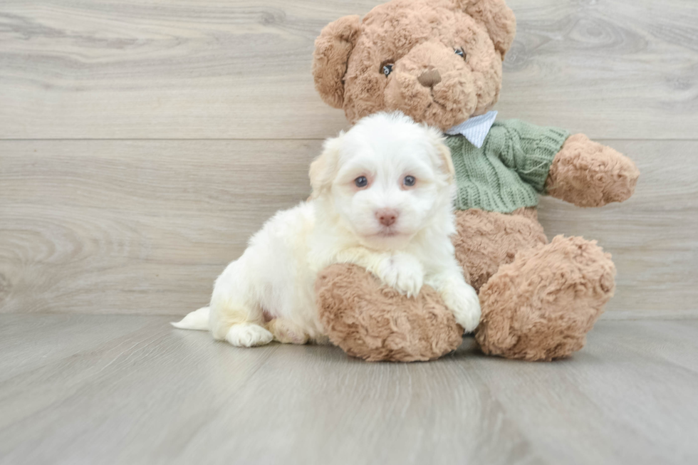 Funny Havanese Baby