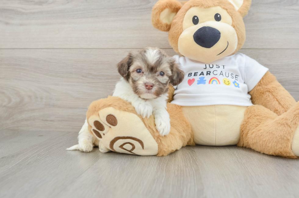 5 week old Havanese Puppy For Sale - Seaside Pups