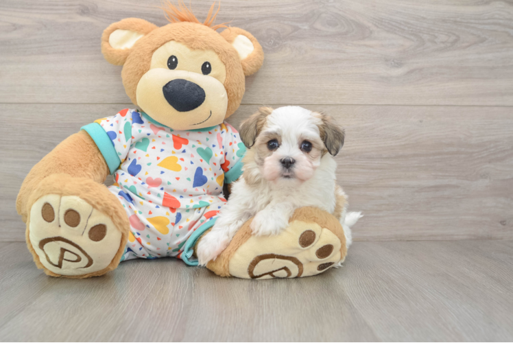 Petite Havanezer Purebred Puppy
