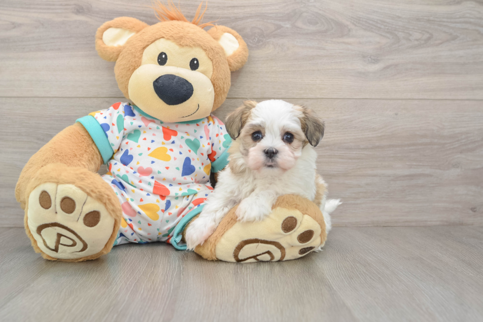Petite Havanezer Purebred Puppy
