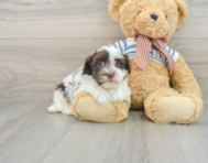 7 week old Havanese Puppy For Sale - Seaside Pups