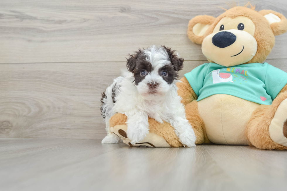 Cute Bichon Havanes Purebred Puppy