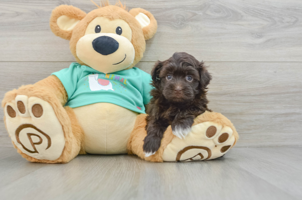 6 week old Havanese Puppy For Sale - Seaside Pups