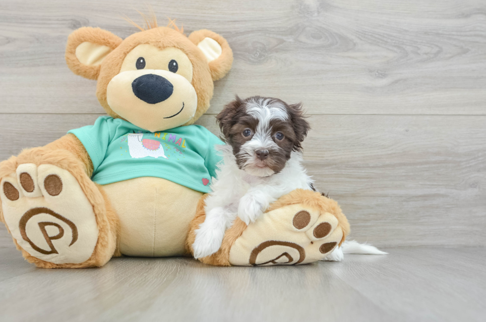 6 week old Havanese Puppy For Sale - Seaside Pups