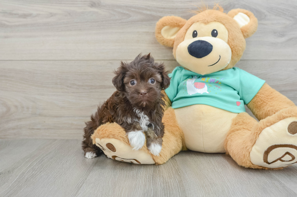 6 week old Havanese Puppy For Sale - Seaside Pups