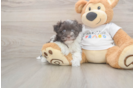 Havanese Pup Being Cute