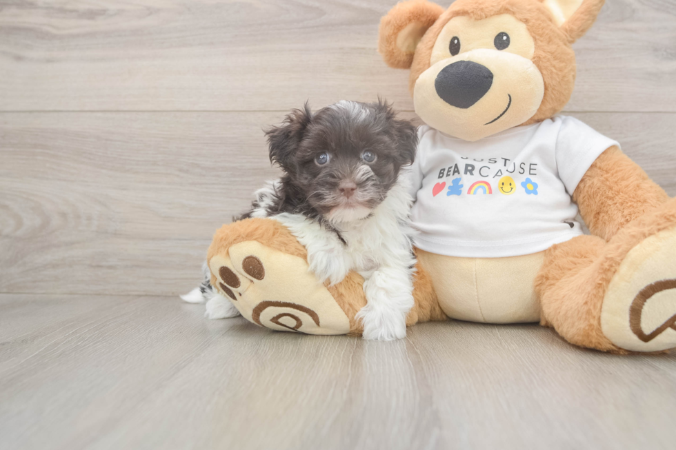 Havanese Pup Being Cute