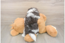 Havanese Pup Being Cute